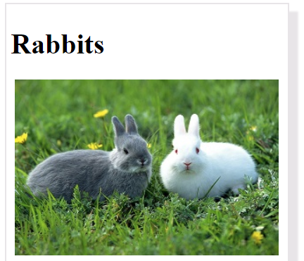 Rabbit Animal Card